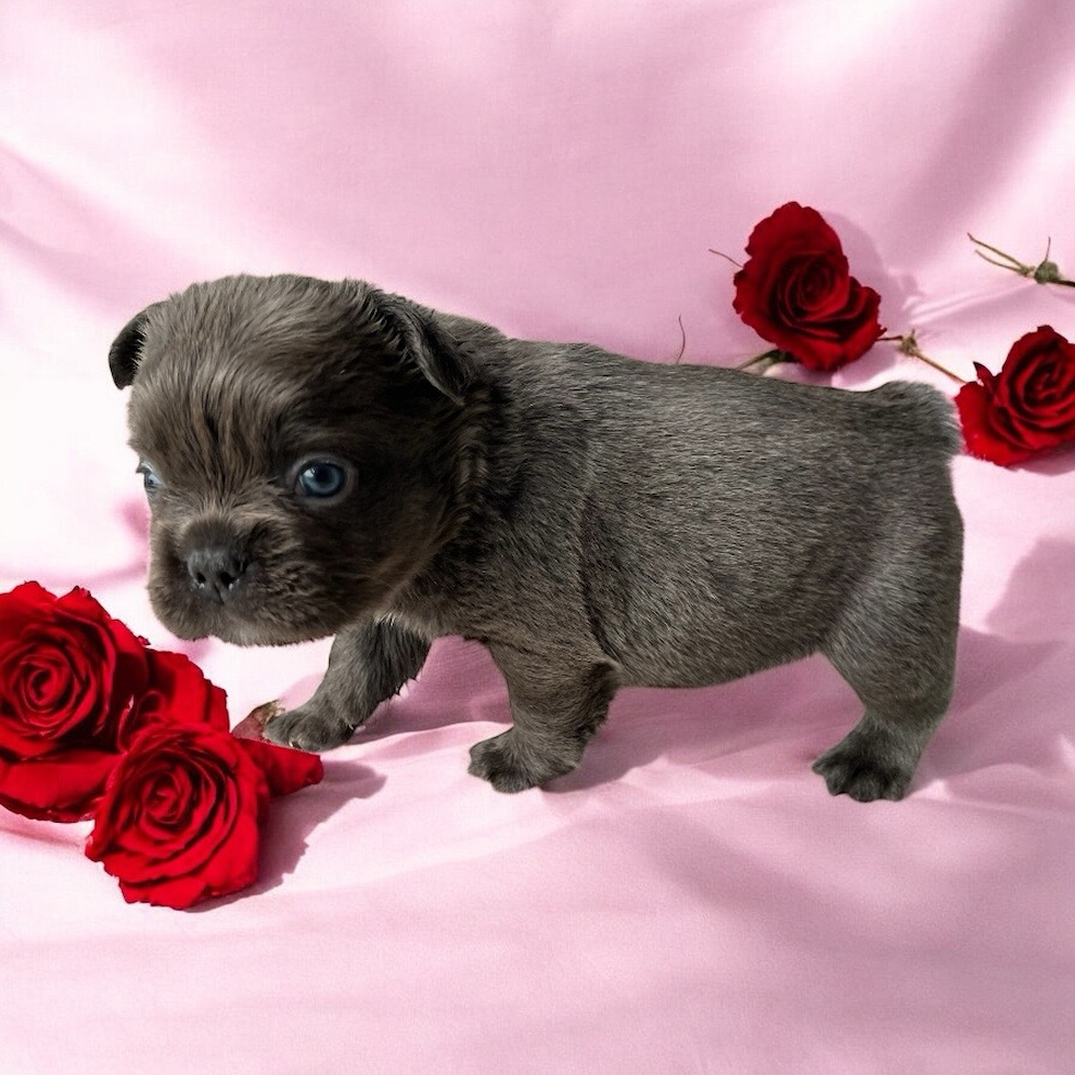 French Bulldog Puppy for Adoption