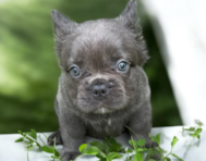 7 week old French Bulldog Puppy For Sale - Seaside Pups