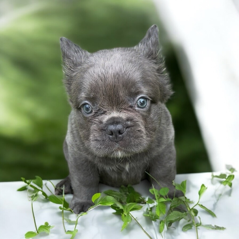 Cute French Bulldog Purebred Pup