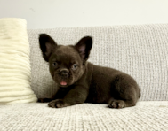9 week old French Bulldog Puppy For Sale - Seaside Pups