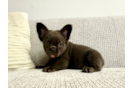 Cute Frenchie Purebred Puppy