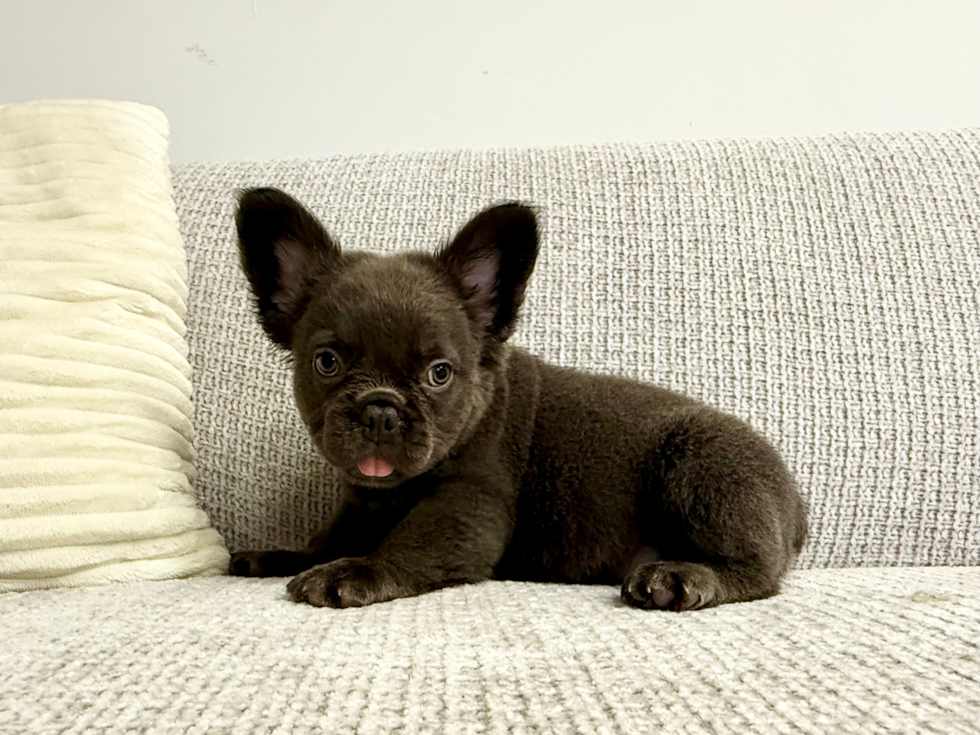 Cute Frenchie Purebred Puppy