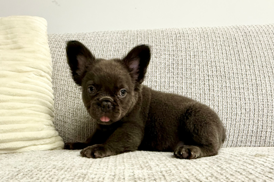Cute Frenchie Purebred Puppy