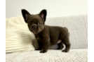 French Bulldog Puppy for Adoption