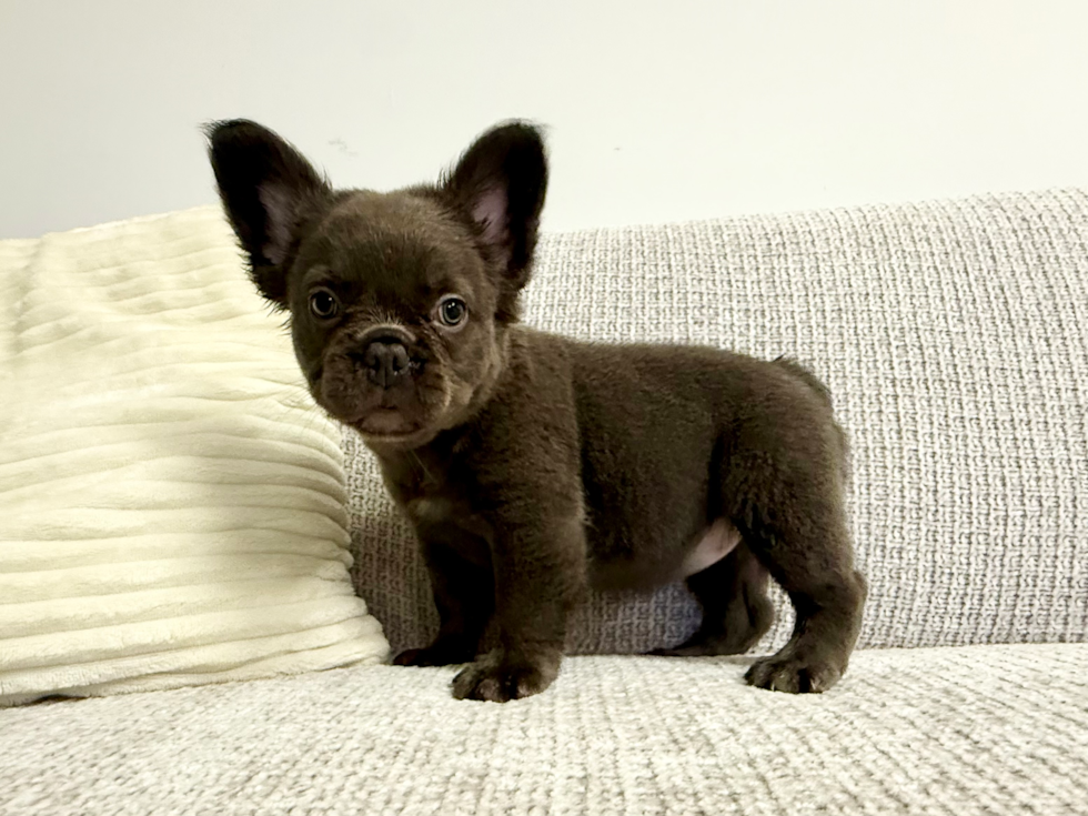 French Bulldog Puppy for Adoption