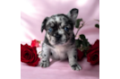 Cute Frenchie Purebred Puppy