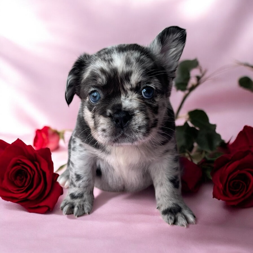 Cute Frenchie Purebred Puppy