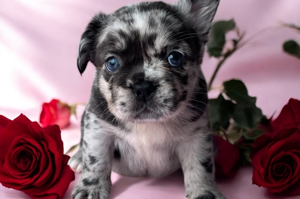 6 week old French Bulldog Puppy For Sale - Seaside Pups