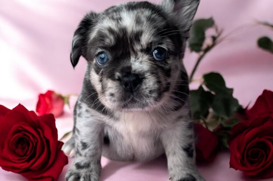 Cute Frenchie Purebred Puppy