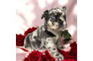 Cute French Bulldog Baby