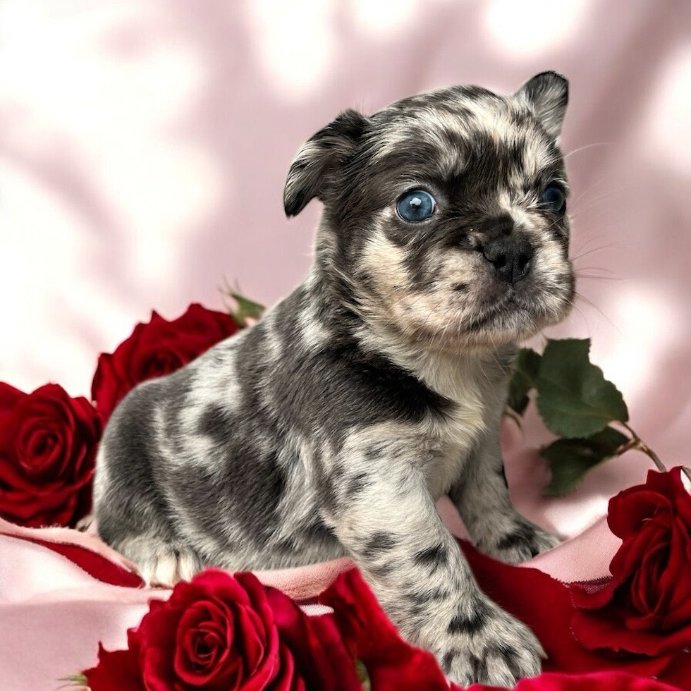Cute French Bulldog Baby