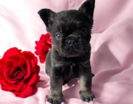 6 week old French Bulldog Puppy For Sale - Seaside Pups