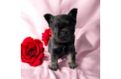 French Bulldog Pup Being Cute