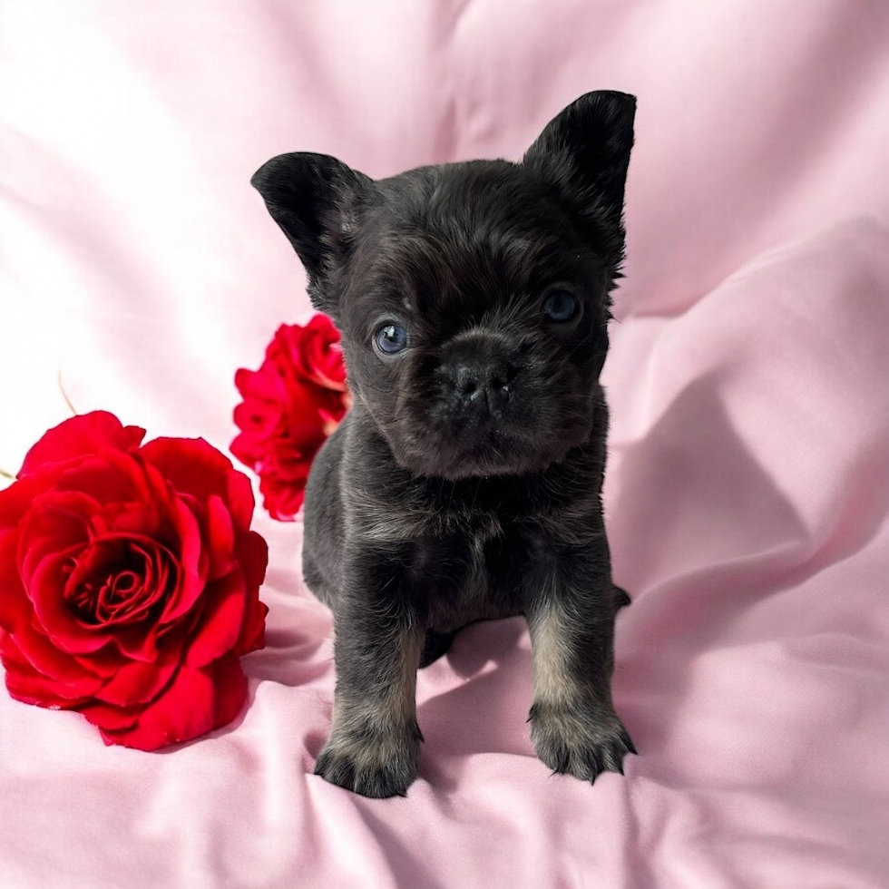 French Bulldog Pup Being Cute