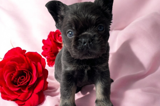 French Bulldog Pup Being Cute