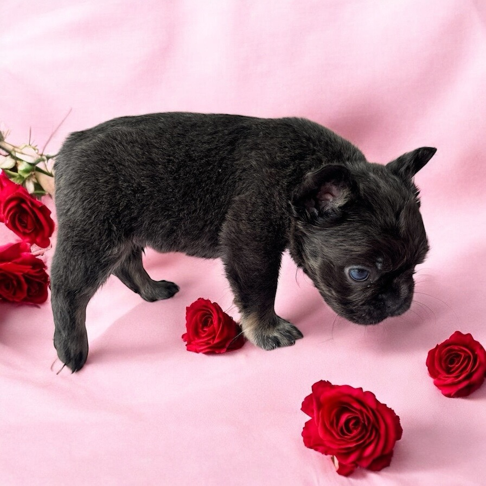 Best French Bulldog Baby