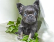 7 week old French Bulldog Puppy For Sale - Seaside Pups