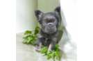 Cute French Bulldog Purebred Pup