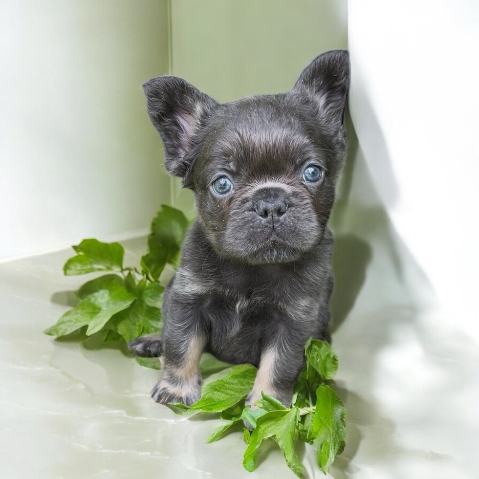 Cute French Bulldog Purebred Pup