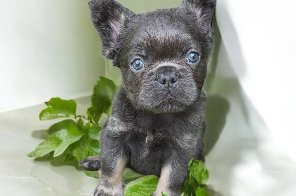 9 week old French Bulldog Puppy For Sale - Seaside Pups