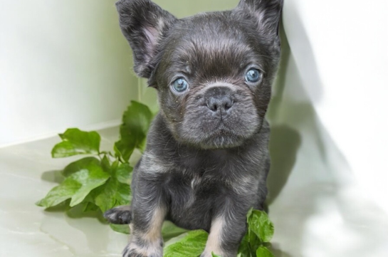 Cute French Bulldog Purebred Pup