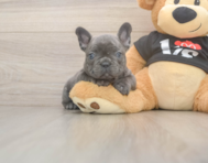 6 week old French Bulldog Puppy For Sale - Seaside Pups