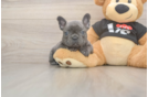 French Bulldog Pup Being Cute