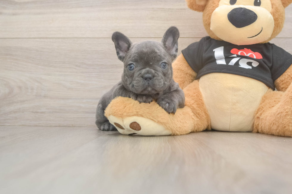 6 week old French Bulldog Puppy For Sale - Seaside Pups
