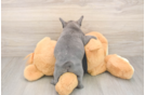 Best French Bulldog Baby