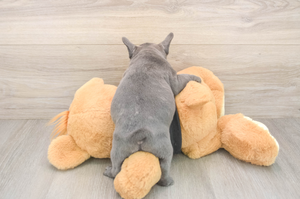 Best French Bulldog Baby