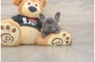 Adorable Frenchie Purebred Puppy