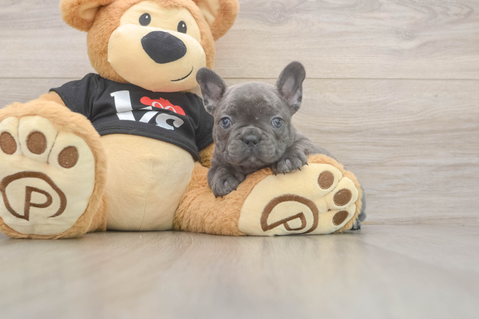 Adorable Frenchie Purebred Puppy