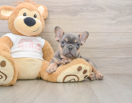 7 week old French Bulldog Puppy For Sale - Seaside Pups