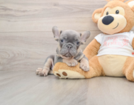 7 week old French Bulldog Puppy For Sale - Seaside Pups