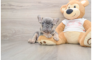 French Bulldog Puppy for Adoption