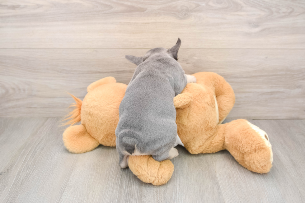 Akc Registered French Bulldog Purebred Pup