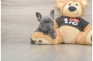 French Bulldog Pup Being Cute