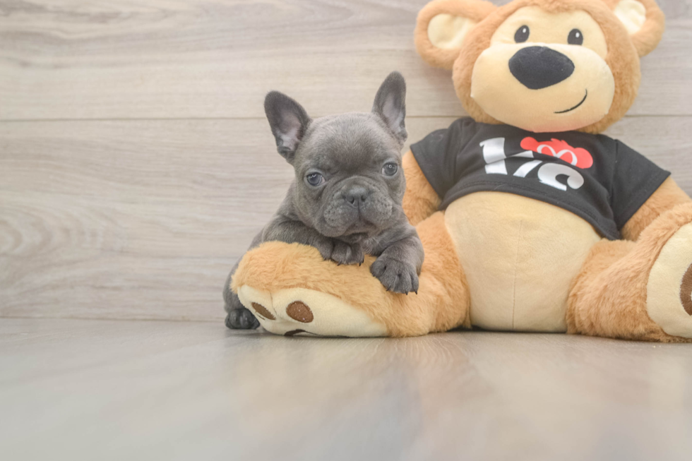 French Bulldog Pup Being Cute