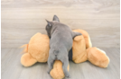 Best French Bulldog Baby