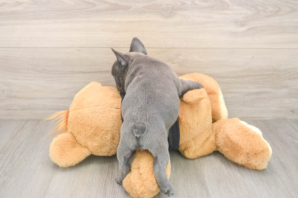 Best French Bulldog Baby