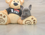 6 week old French Bulldog Puppy For Sale - Seaside Pups