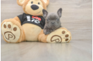 Playful French Bulldog Purebred Pup