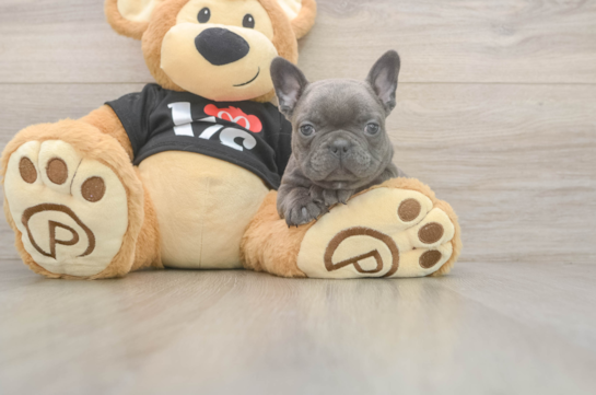 Playful French Bulldog Purebred Pup