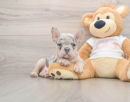 7 week old French Bulldog Puppy For Sale - Seaside Pups