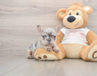7 week old French Bulldog Puppy For Sale - Seaside Pups