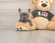 6 week old French Bulldog Puppy For Sale - Seaside Pups