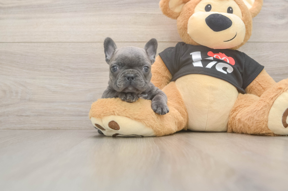 6 week old French Bulldog Puppy For Sale - Seaside Pups