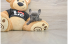 Akc Registered French Bulldog Purebred Pup