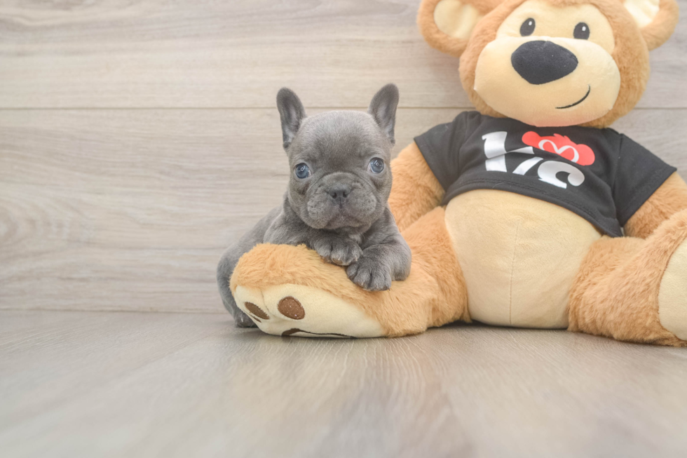 French Bulldog Puppy for Adoption