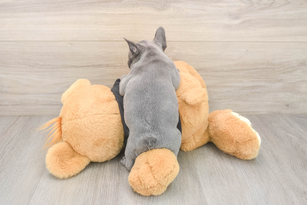 French Bulldog Pup Being Cute